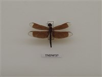 藏品(善變蜻蜓)的圖片